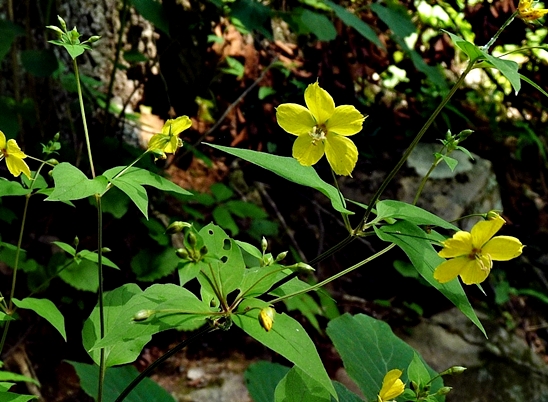 {Lysimachia tonsa}